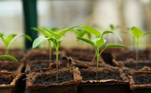 Elementary Greenhouse